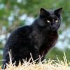 family cat