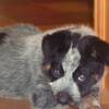 Chewie ... the new family pet!