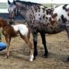 Amy with her 2008 Filly, Hopefully Awesome (Hope has been sold)