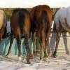 6 foals at the water tank